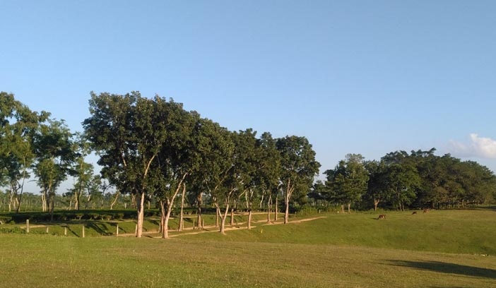 সবুজ হৃদয়ে মোড়া গলফ মাঠ, শমশেরনগরের চা-বাগানে প্রাকৃতিক সৌন্দর্যের আহ্বান