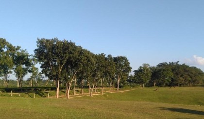 সবুজ হৃদয়ে মোড়া গলফ মাঠ, শমশেরনগরের চা-বাগানে প্রাকৃতিক সৌন্দর্যের আহ্বান